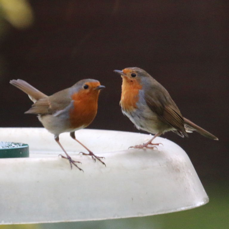 Robin couple