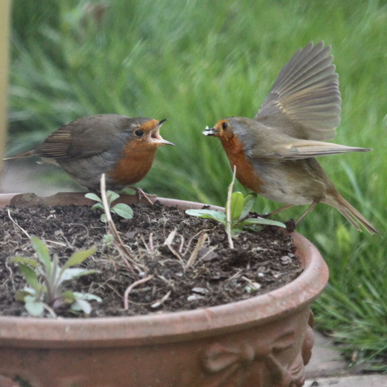 Robins courting