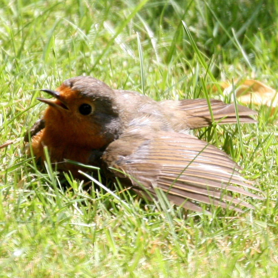 Robin sunbathing