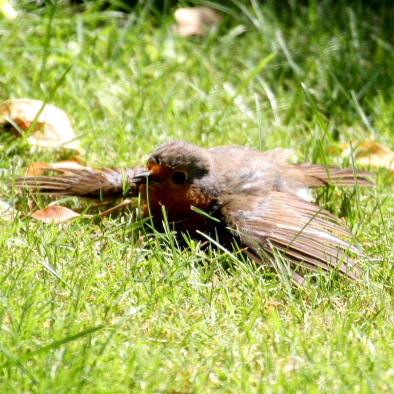 Robin sunbathing