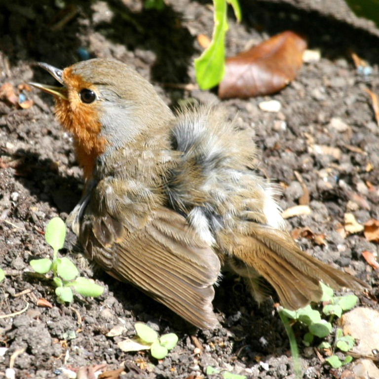 Robin sunbathing