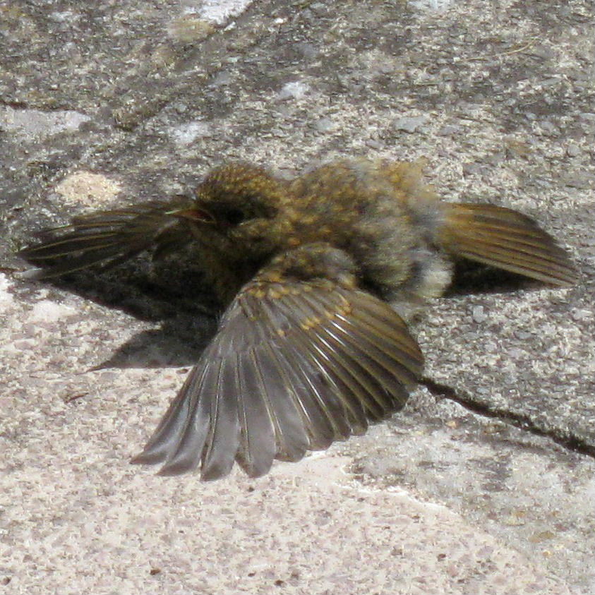 Juvenile Robin sunbathing