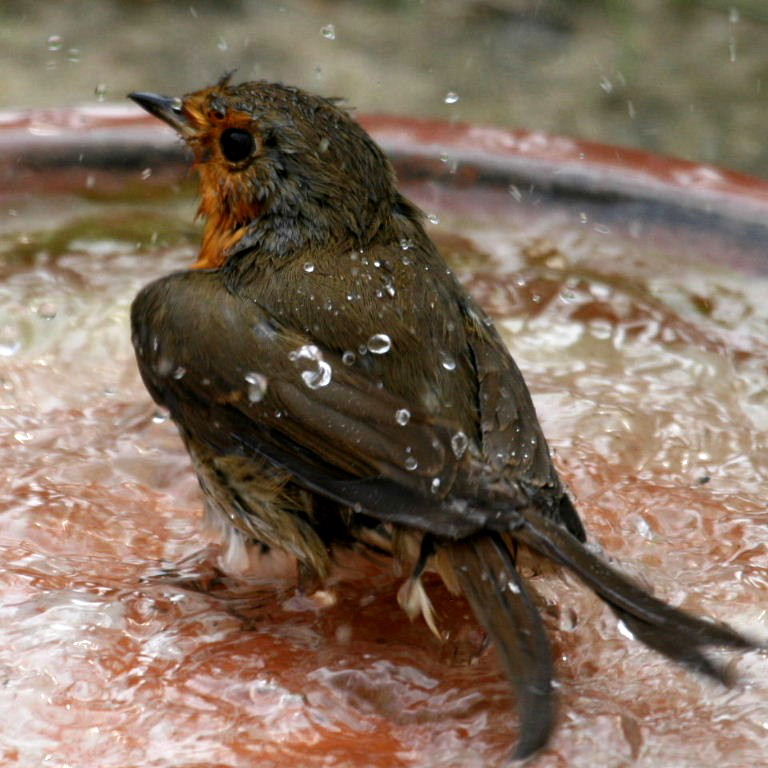 Robin