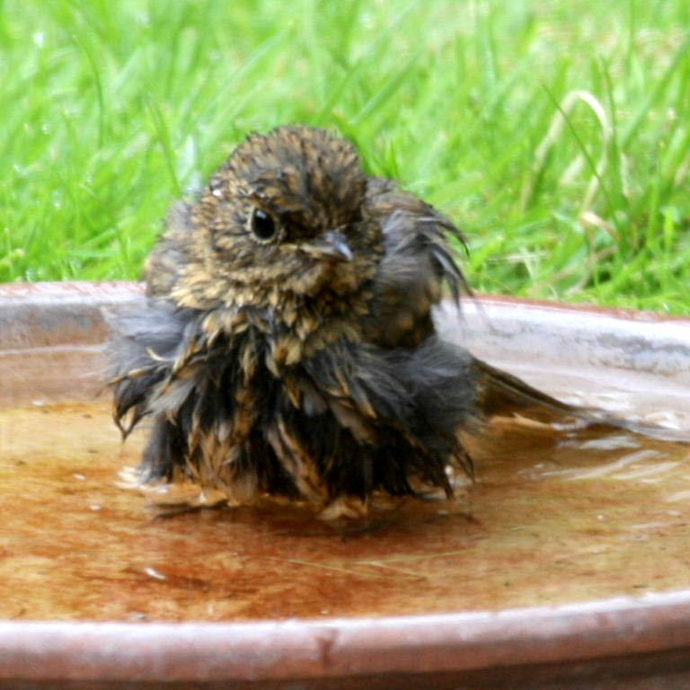 Juvenile Robin bathing