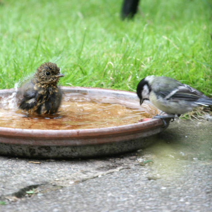 Juvenile Robin bathing
