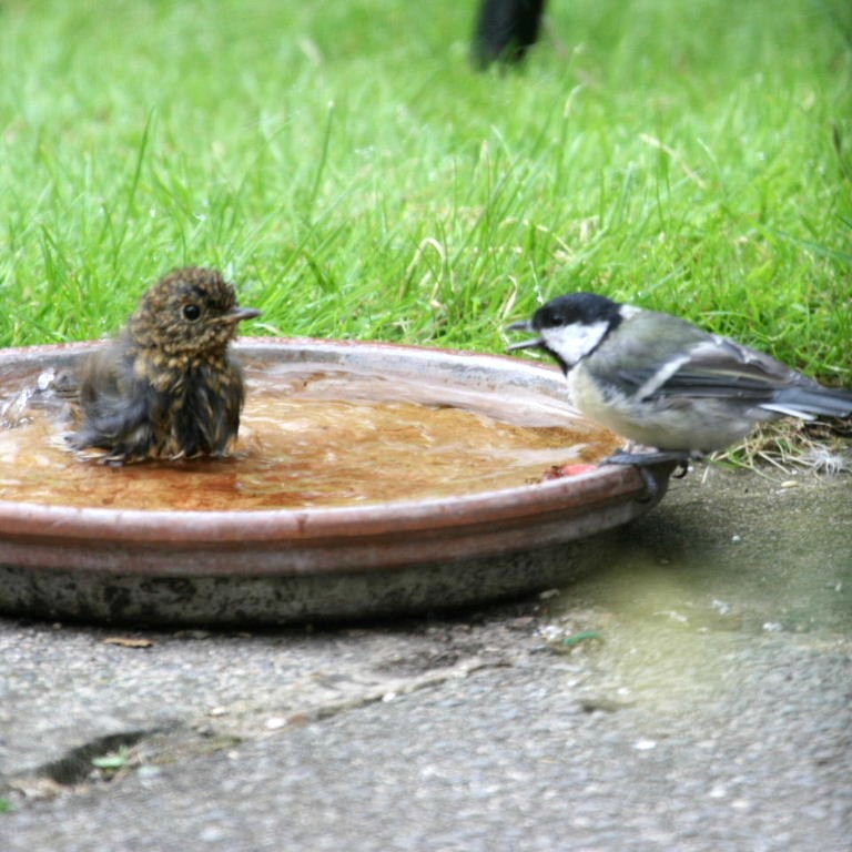 Juvenile Robin bathing