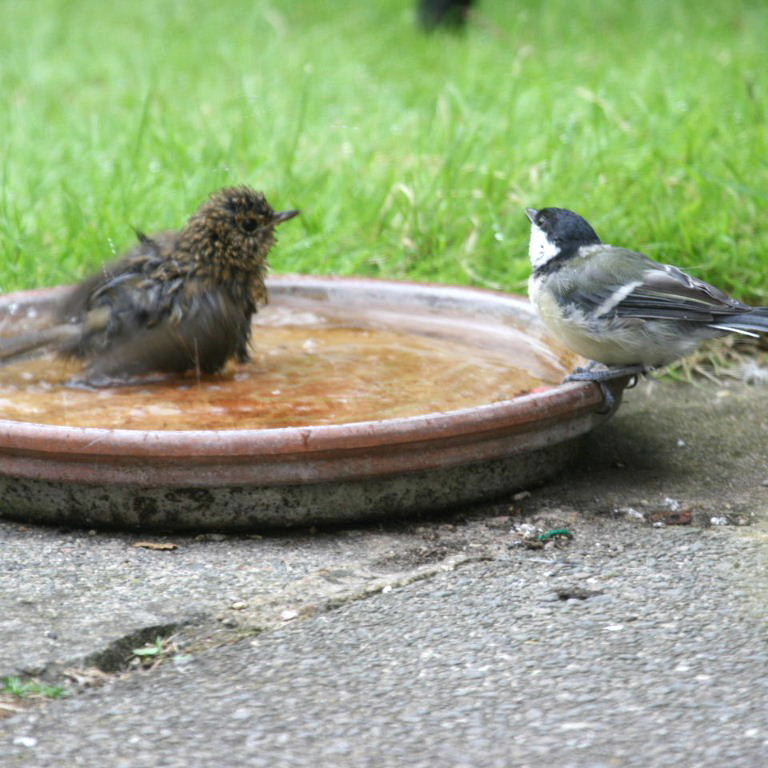 Juvenile Robin
