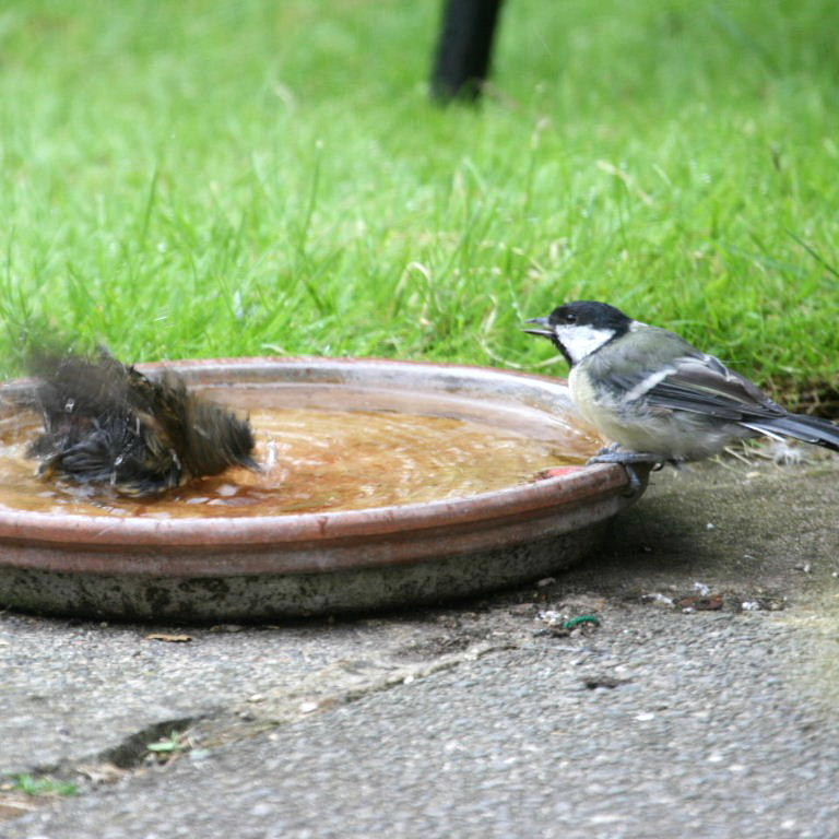 Juvenile Robin