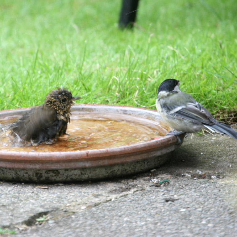 Young Robin bathing