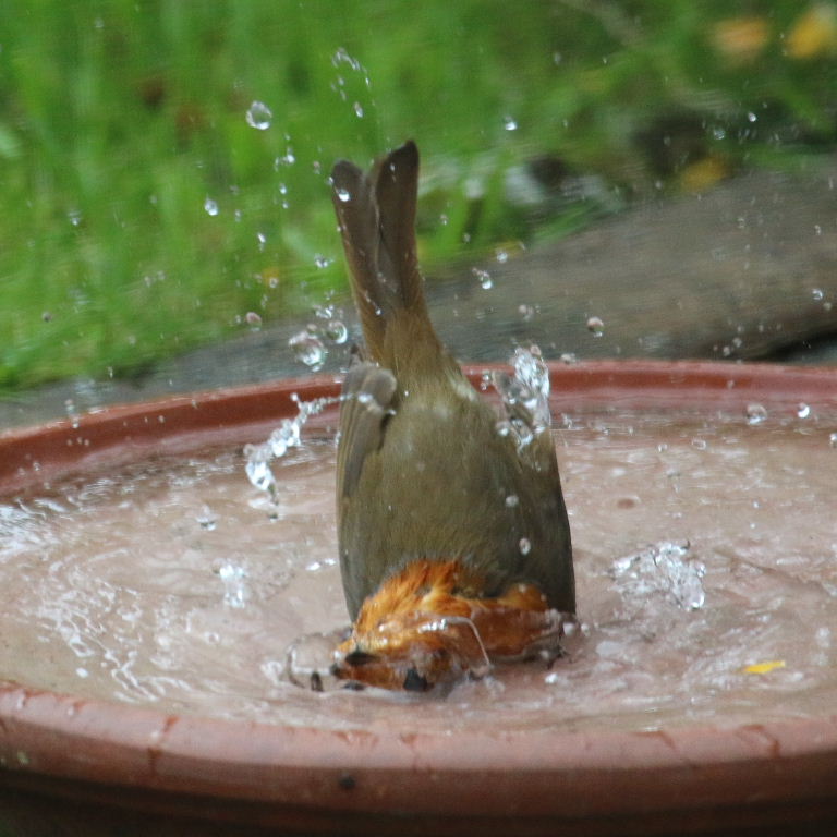 Robin bathing
