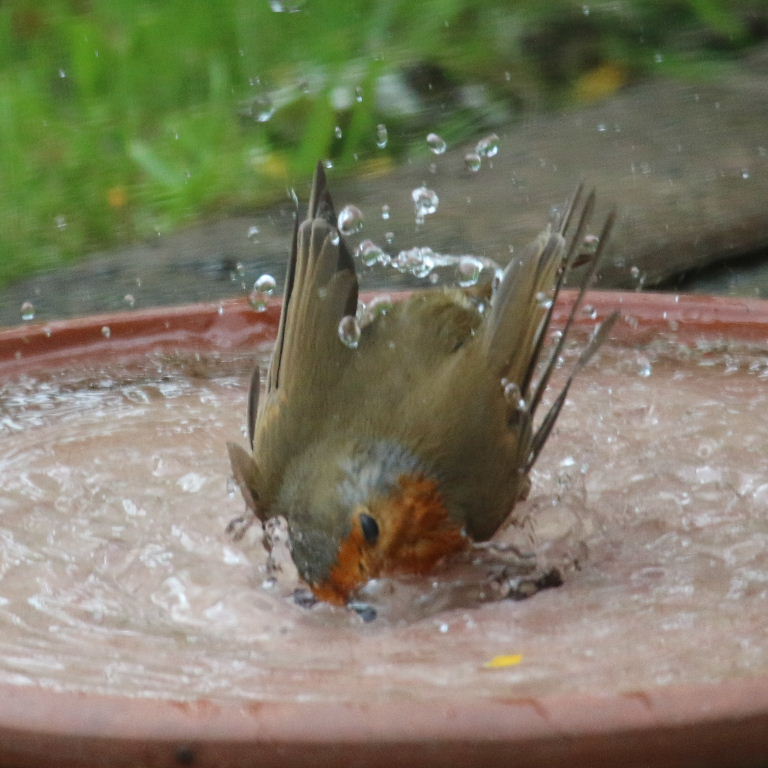Robin bathing