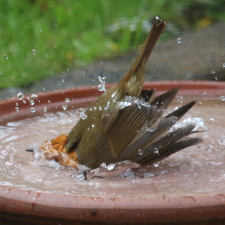 Robin bathing