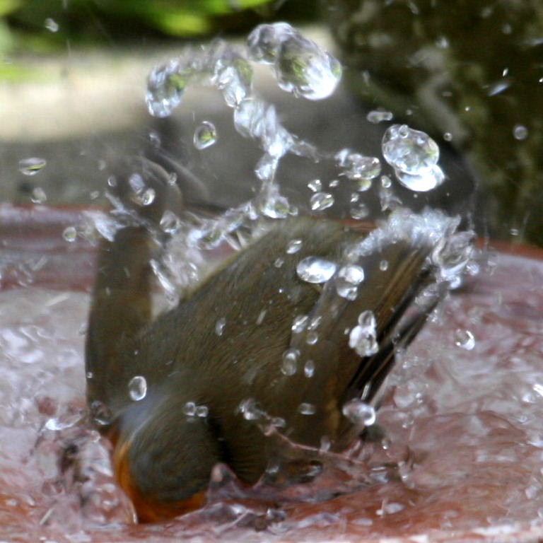 Robin bathing
