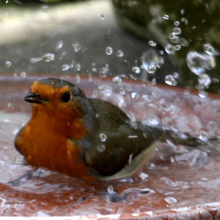 Robin bathing