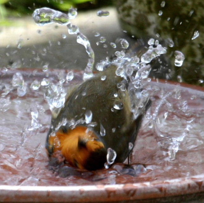 Robin bathing