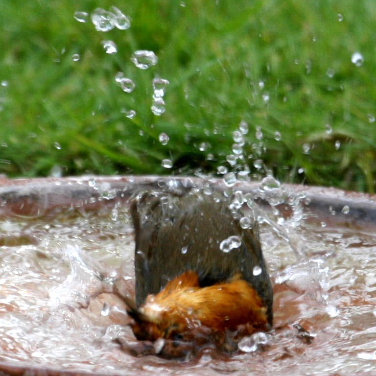 Robin bathing