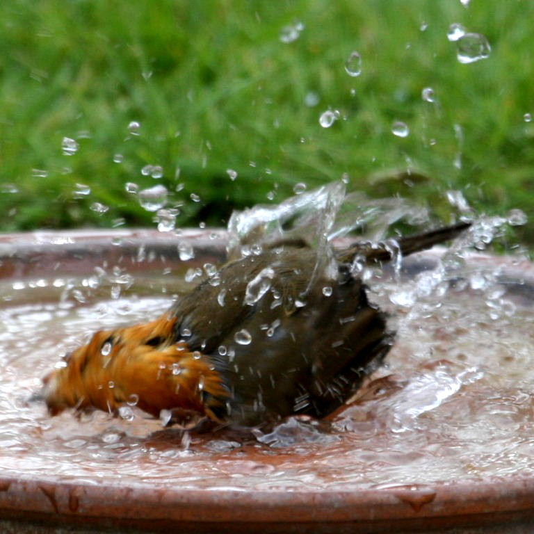 Robin bathing