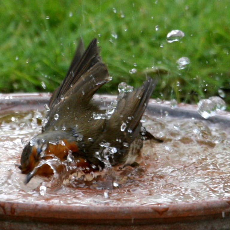 Robin bathing