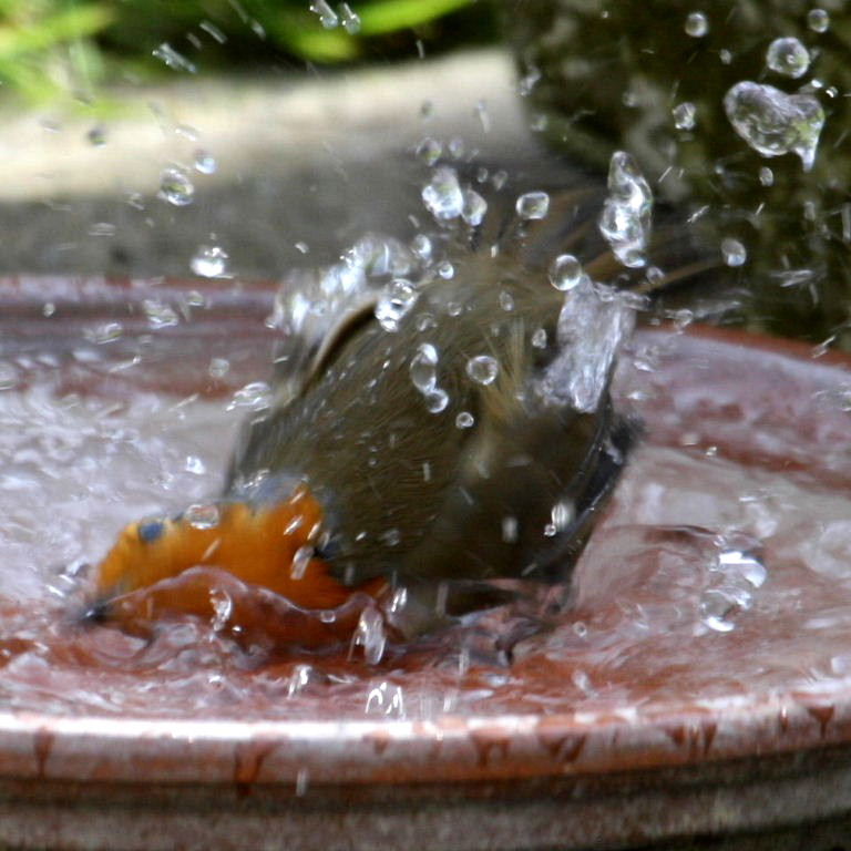 Robin