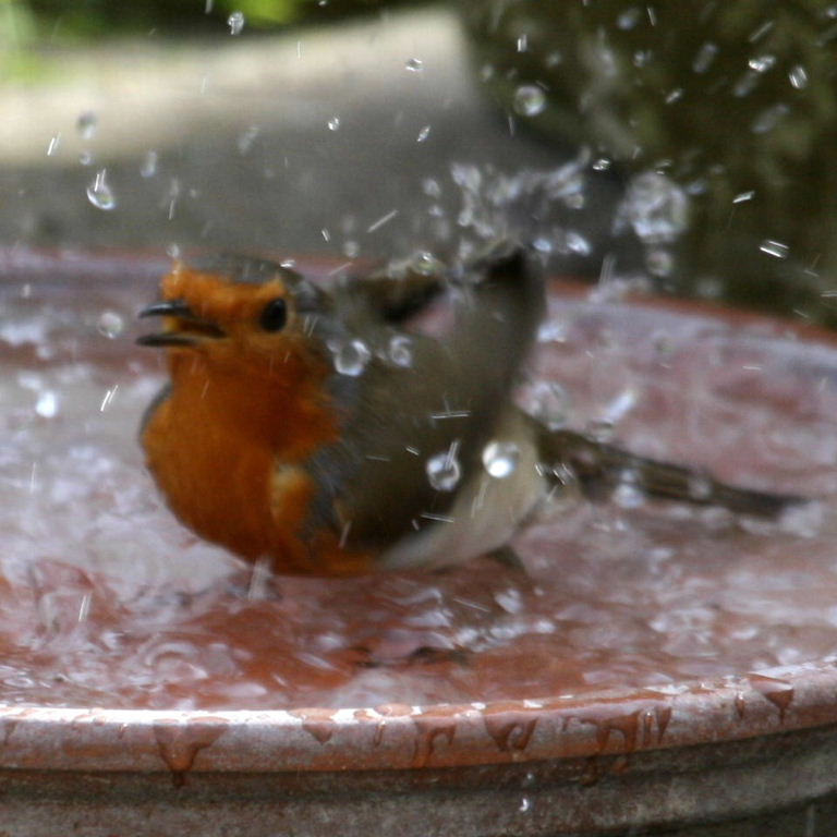 Robin