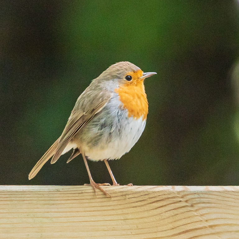 European Robin