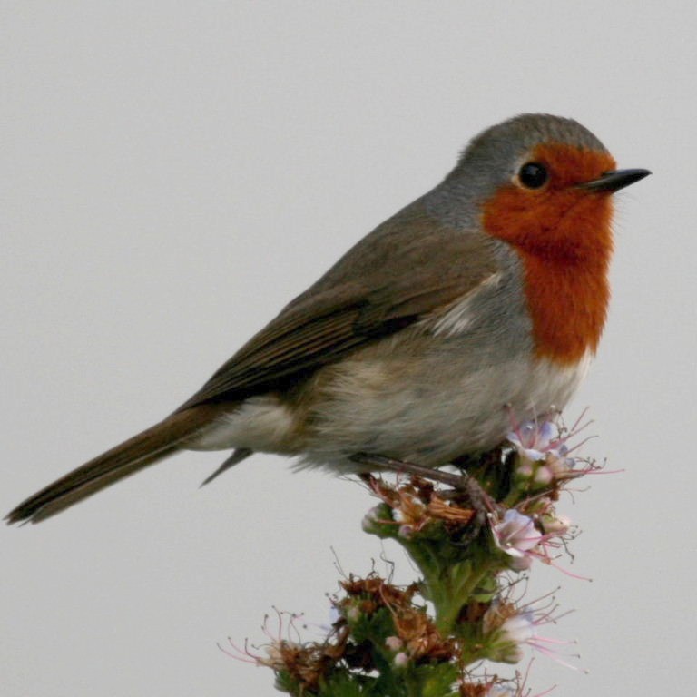 Tenerife Robin