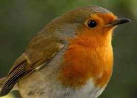 UK Robin