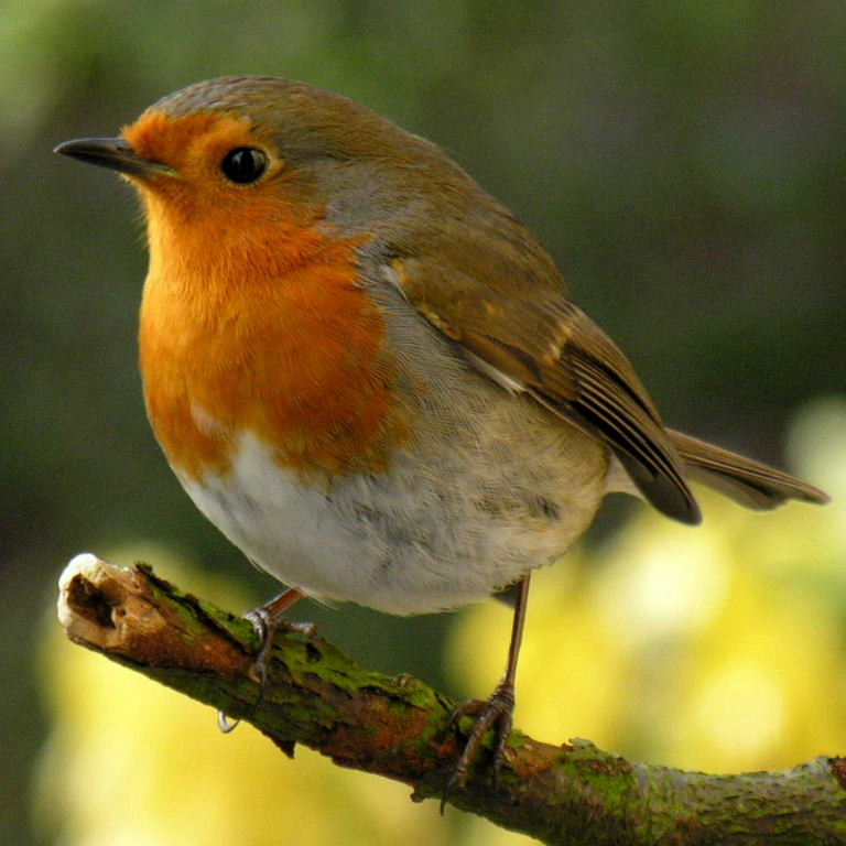UK Robin