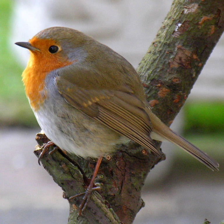 UK Robin