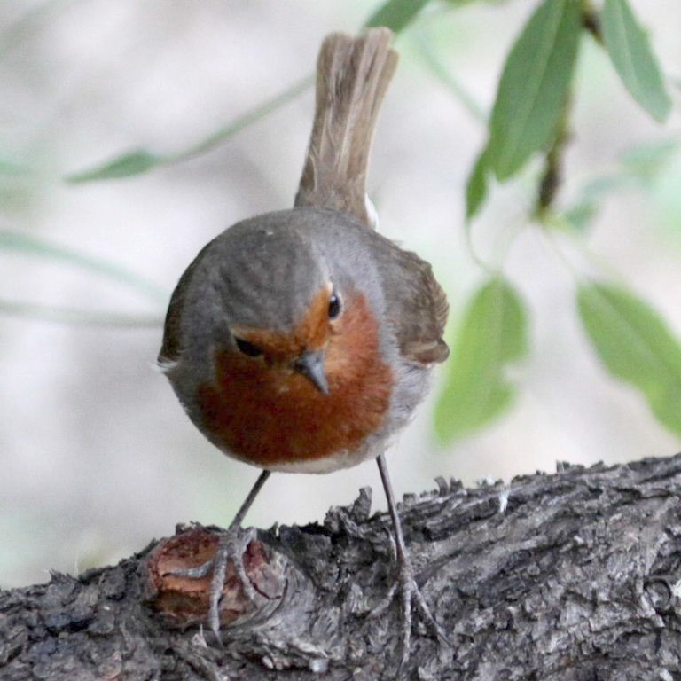 Tenerife Robin
