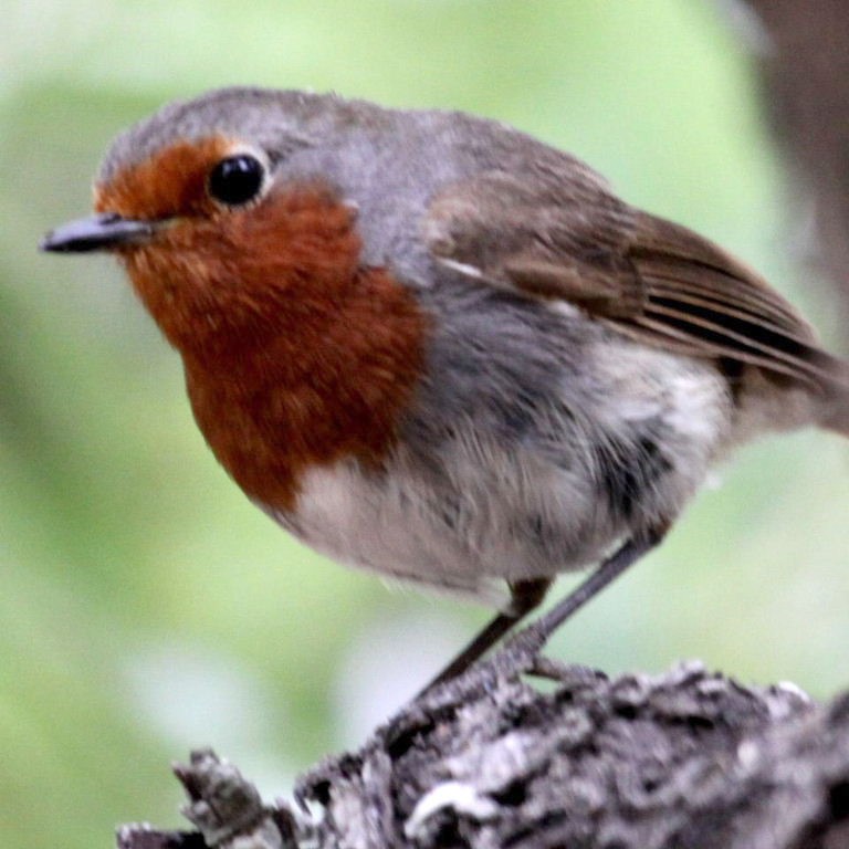 Tenerife Robin