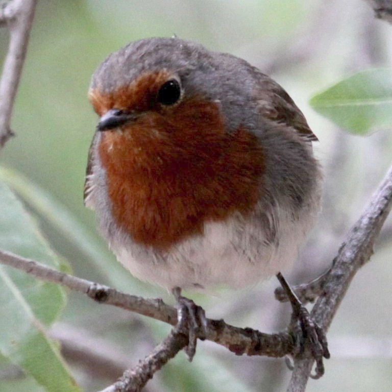 Tenerife Robin