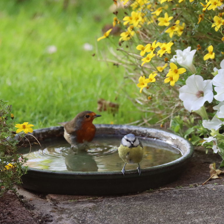 Robin and Blue Tit sharing bath