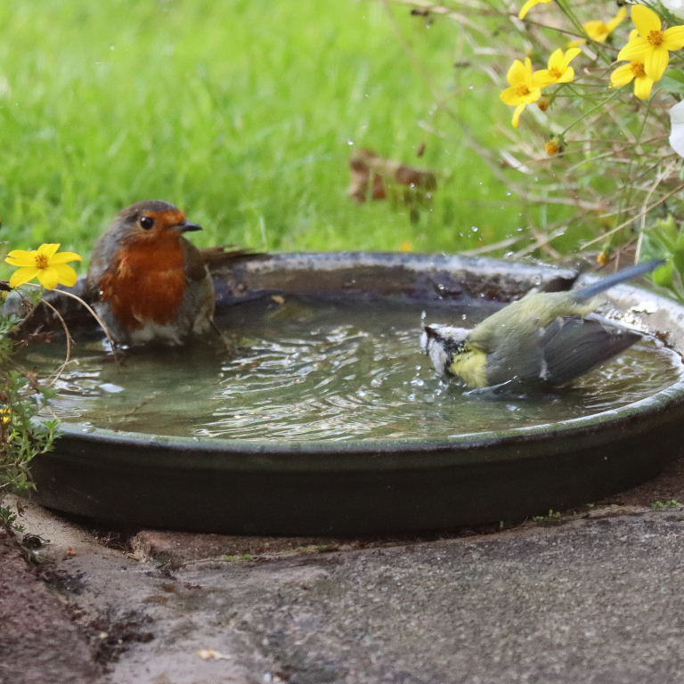 Robin and Blue Tit sharing bath