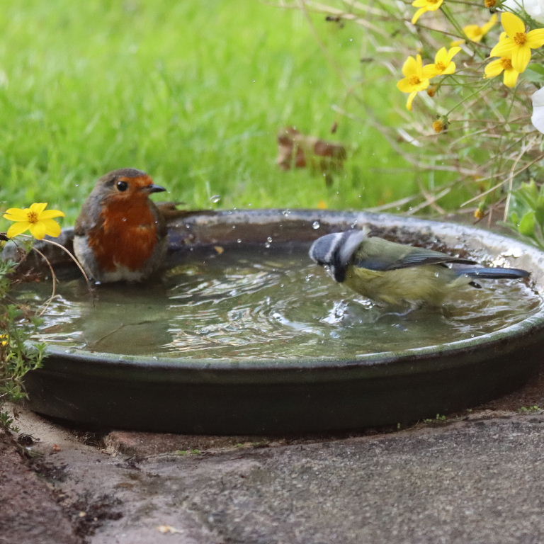 Robin and Blue Tit sharing bath