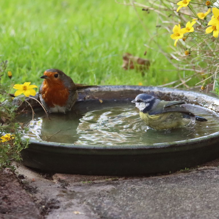 Robin and Blue Tit sharing bath