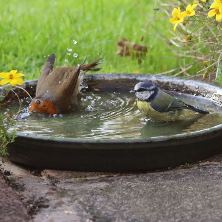 Robin and Blue Tit sharing bath