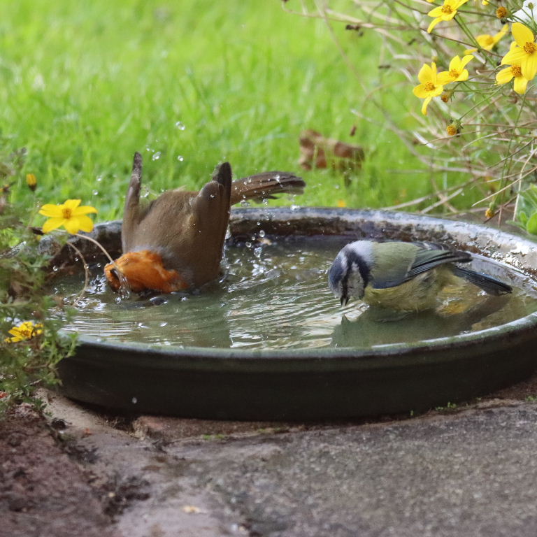 Robin and Blue Tit sharing bath