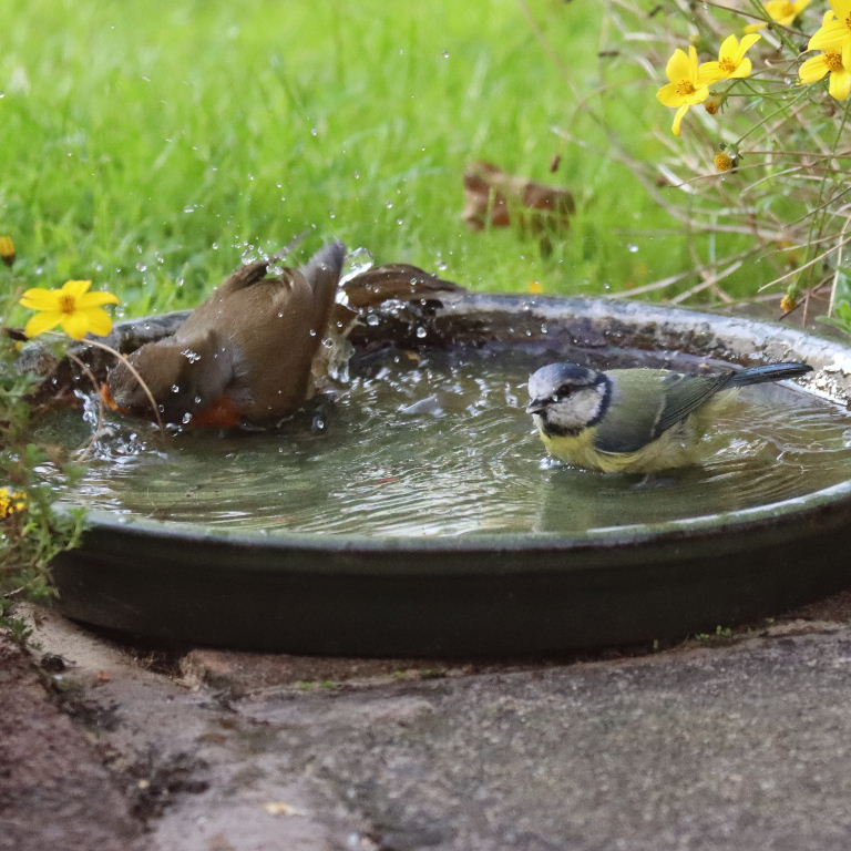 Robin and Blue Tit sharing bath
