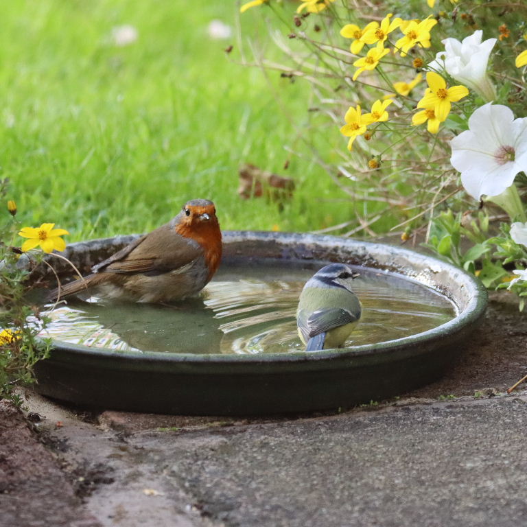 Robin and Blue Tit sharing bath