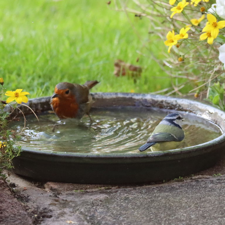 Robin and Blue Tit sharing bath