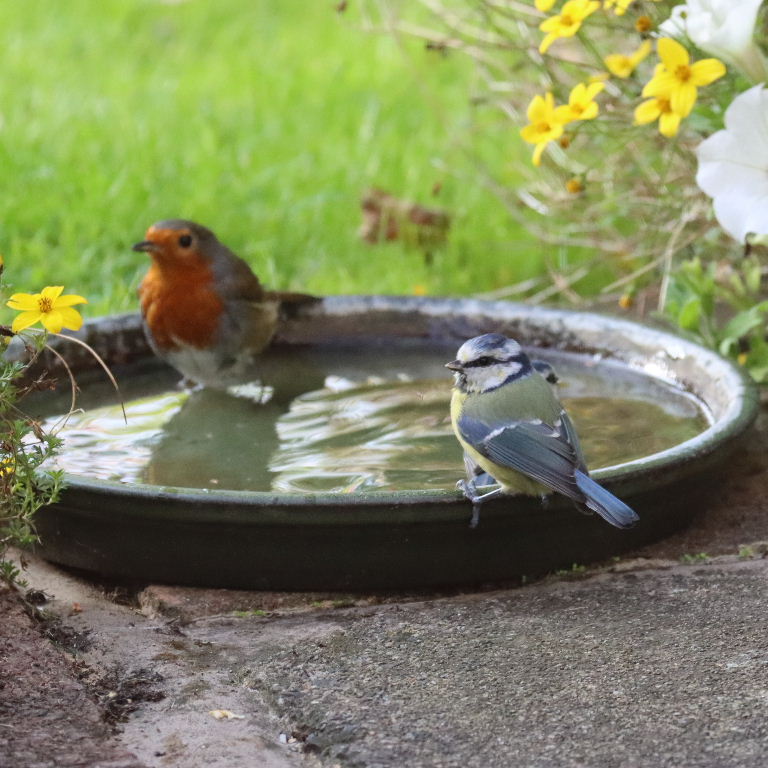 Robin and Blue Tit sharing bath