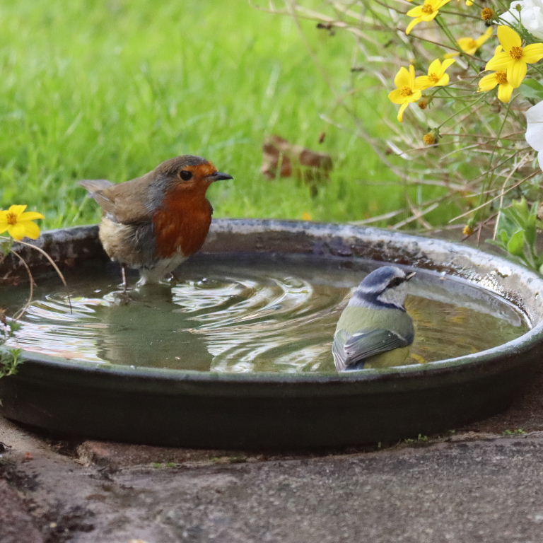 Robin and Blue Tit sharing bath