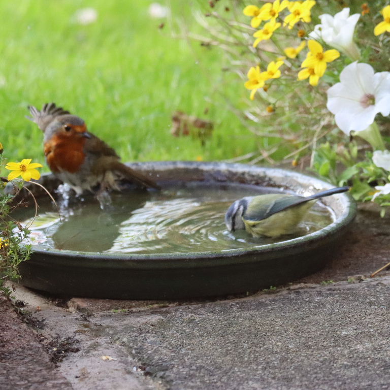 Robin and Blue Tit sharing bath