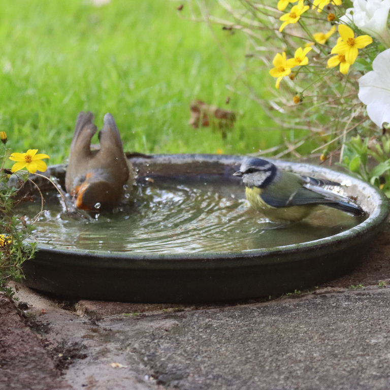 Robin and Blue Tit sharing bath
