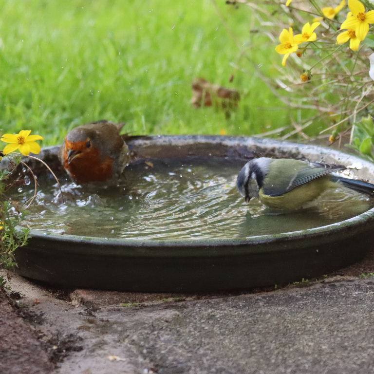 Robin and Blue Tit sharing bath