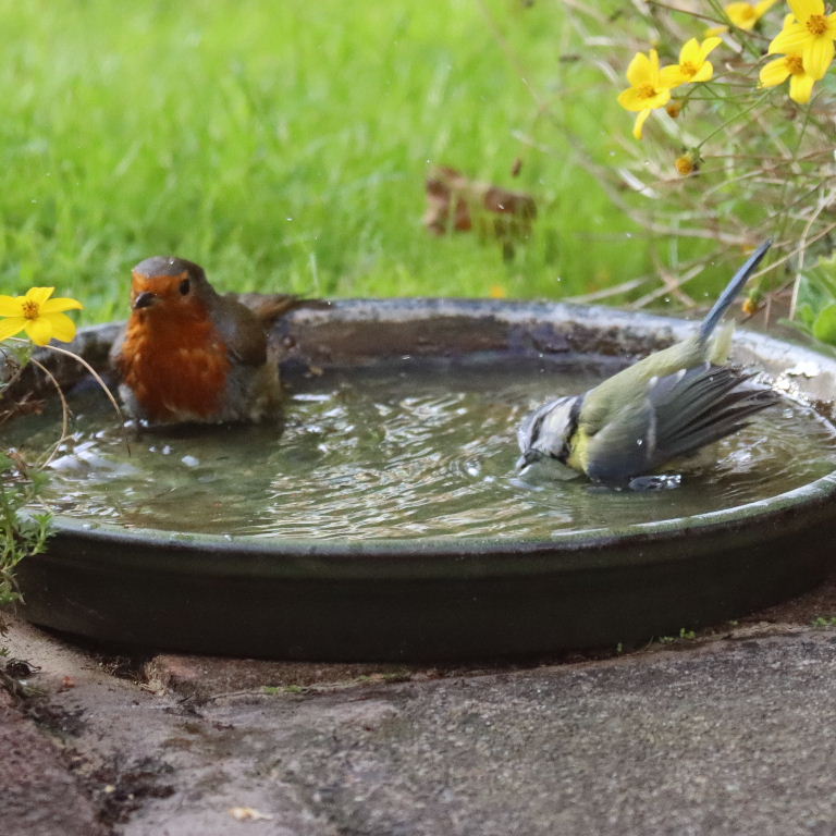 Robin and Blue Tit sharing bath