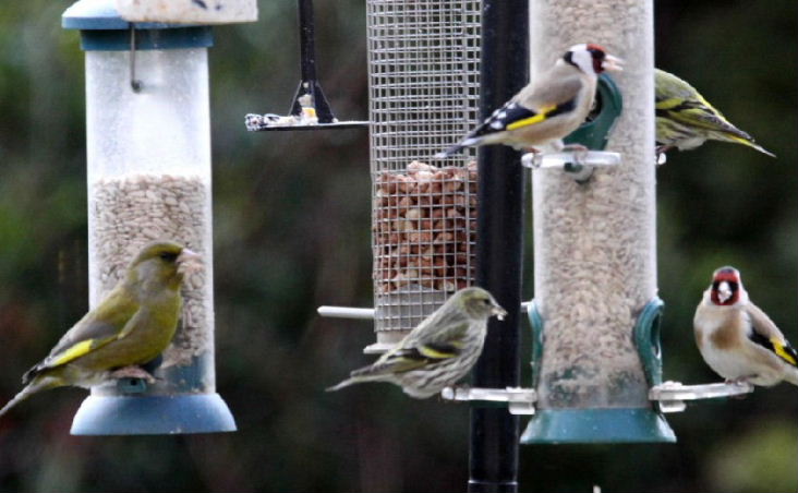 Greenfinch Siskin Goldfinch