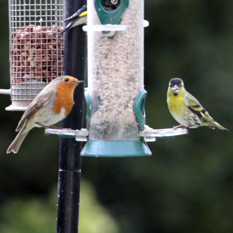 Siskin with Robin