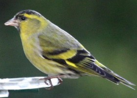 Siskin